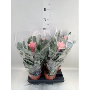 Aechmea   ...