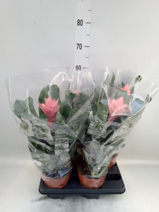 <h4>Aechmea   ...</h4>