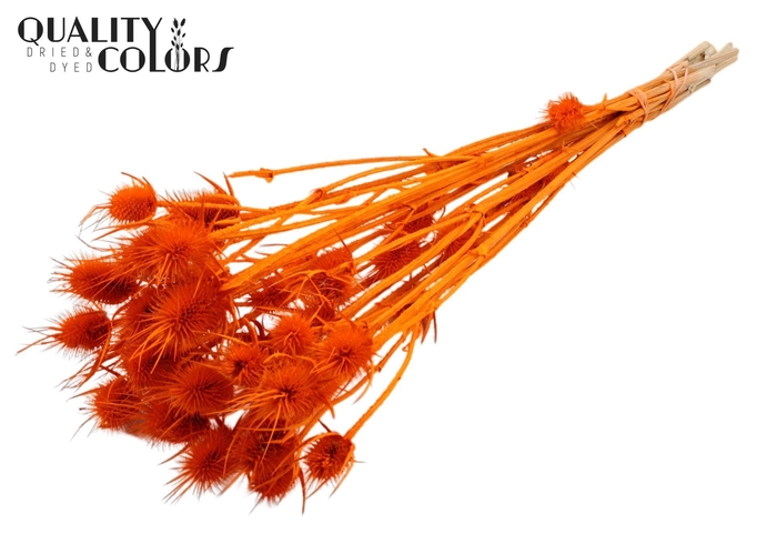<h4>Droogbloemen   ...bewerkt H%</h4>