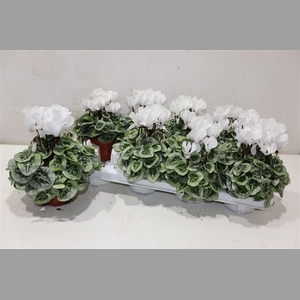 Cycl Kl Sup Picasso White