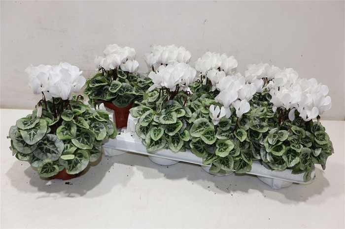 <h4>Cycl Kl Sup Picasso White</h4>