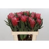 Protea Red Ice