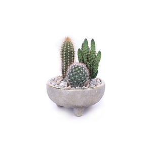 Cactus mix in mawenzi schaal 12 cm opgemaakt met split