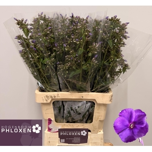 PHLOX P CRISSY