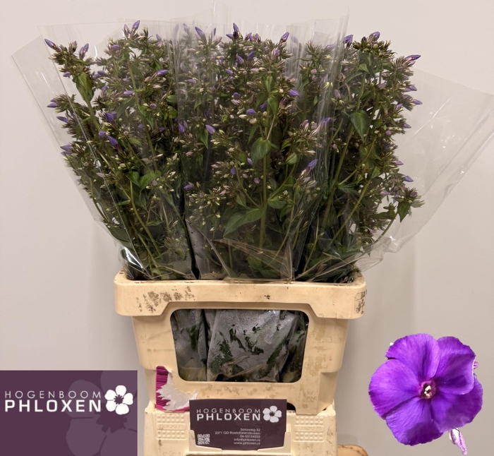 <h4>PHLOX P CRISSY</h4>