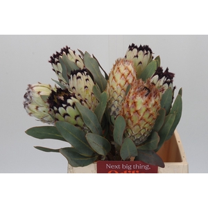 PROTEA M SNOW QUEEN
