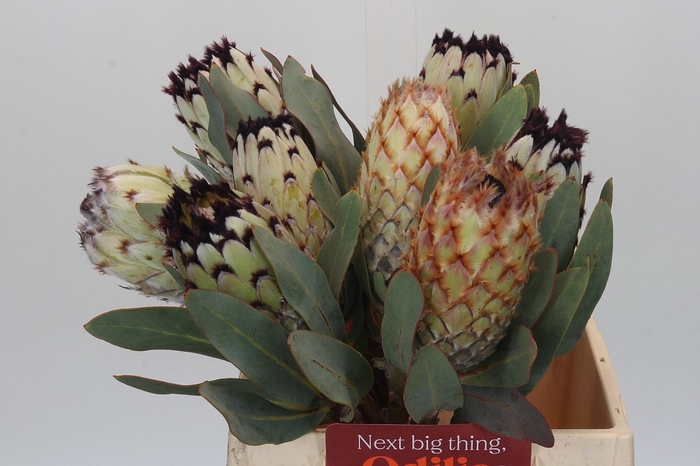 <h4>PROTEA M SNOW QUEEN</h4>