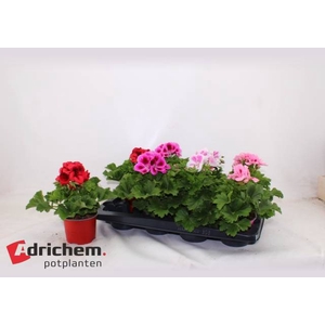 Pelargonium grandif. mix 12Ø 25cm