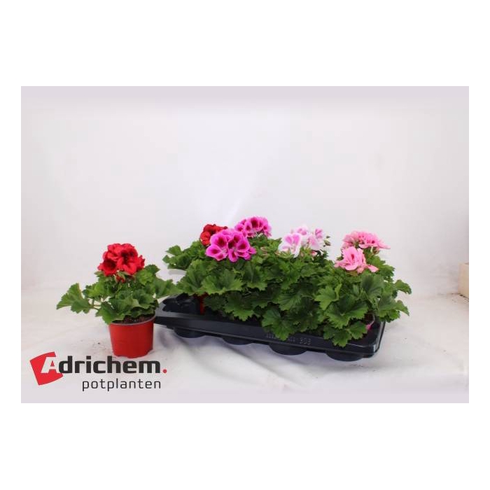 <h4>Pelargonium grandif. mix 12Ø 25cm</h4>