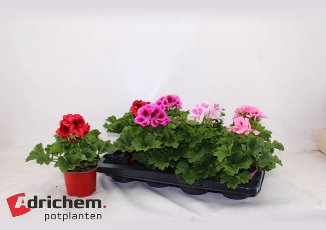 Pelargonium grandif. mix 12Ø 25cm