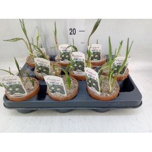 Fritillaria meleagris