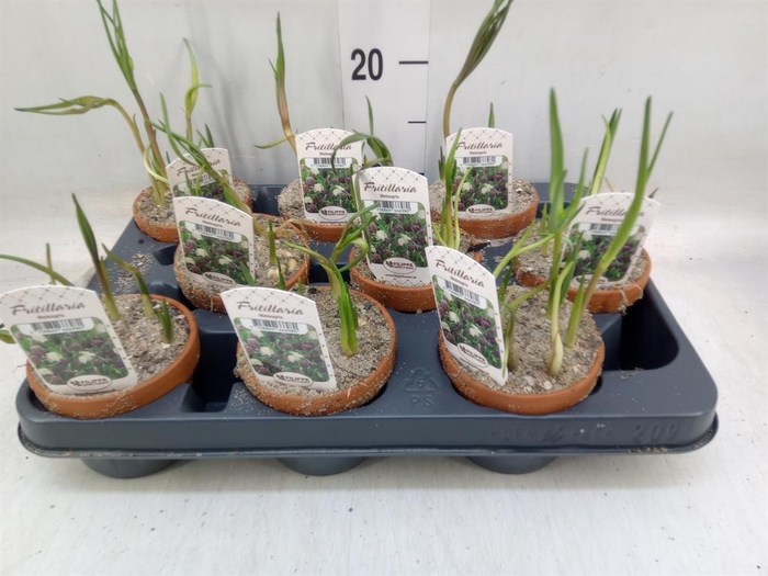 Fritillaria meleagris