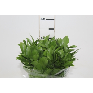 FOLHAGEM RUSCUS 040 CM