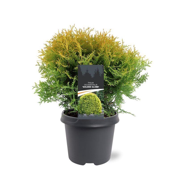 <h4>Thuja occidentalis 'Golden Globe'</h4>