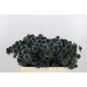 Eryn Scorpiu Questar