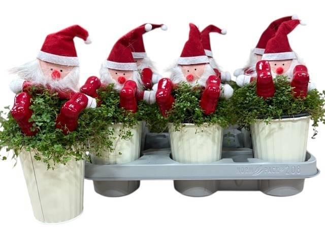 <h4>SOLEI SOL GROEN</h4>