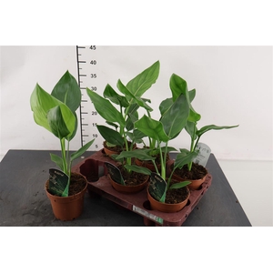 Strelitzia 12 Cm. P. Reginae