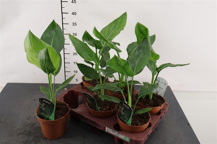 <h4>Strelitzia 12 Cm. P. Reginae</h4>