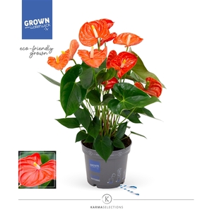 Anthurium - KARMA Orange | 17cm