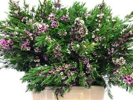 <h4>Chame Un Niki 70cm</h4>