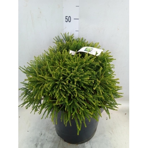 Cryptomeria japon.   ...