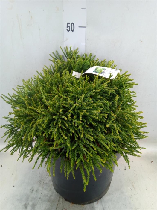 <h4>Cryptomeria japon.   ...</h4>