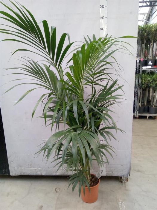 <h4>Howea forsteriana</h4>