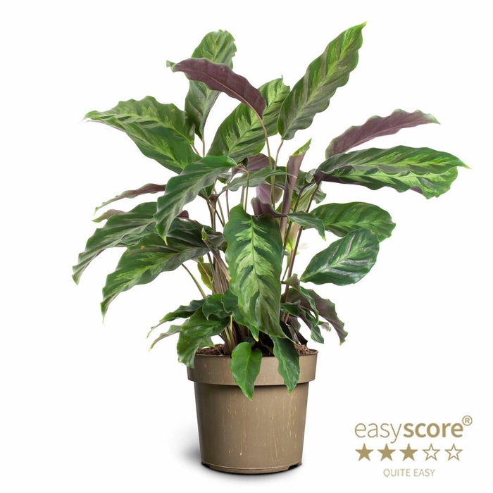 <h4>CALATHEA LOUISAE p17</h4>