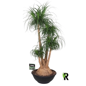 Beaucarnea recurvata