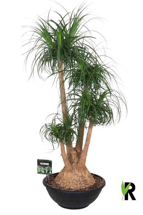 <h4>Beaucarnea recurvata</h4>