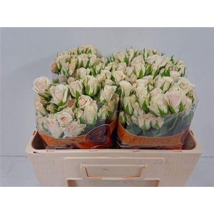 R Tr Royal Porcelina