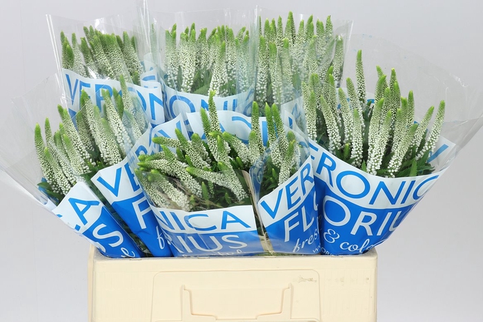 <h4>Veronica Smart Luna White X 25</h4>