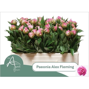PAEO L ALEX FLEMING