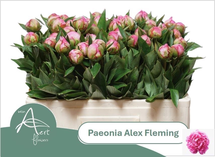 <h4>PAEO L ALEX FLEMING</h4>
