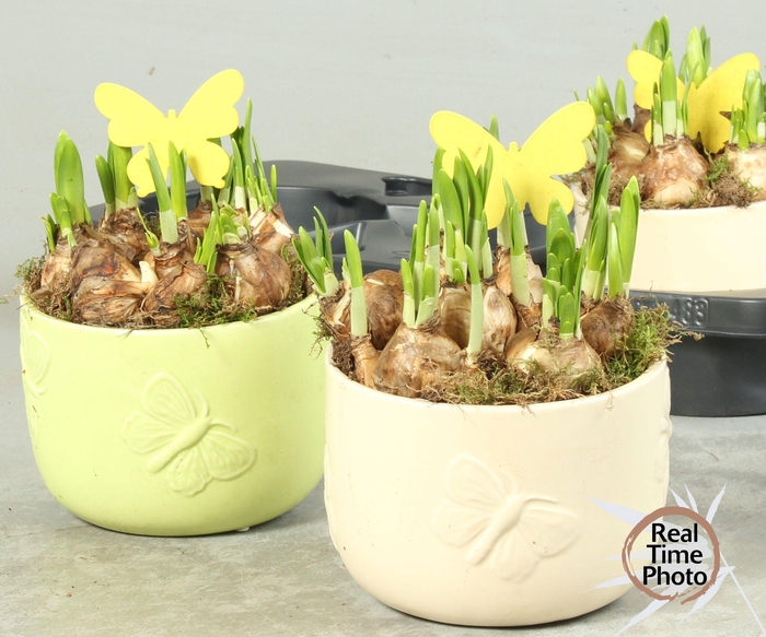 <h4>ARR NARCISSUS</h4>