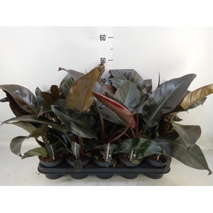 Philodendron  'Imperial Red'