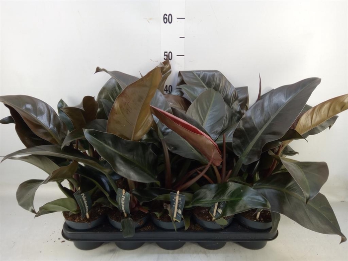 <h4>Philodendron  'Imperial Red'</h4>