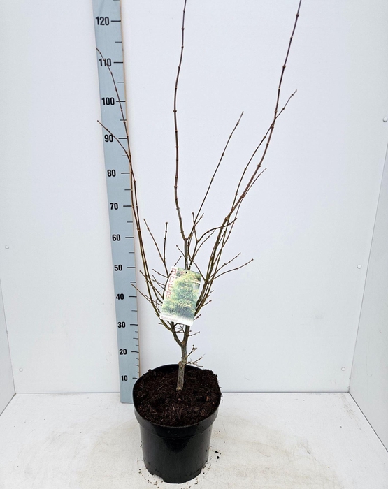 <h4>Acer palmatum Koto-no-ito</h4>