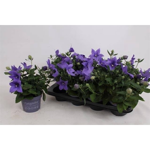 PLATYCODON ASTRA BLUE P13