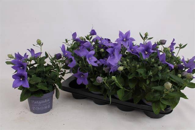 <h4>PLATYCODON ASTRA BLUE P13</h4>