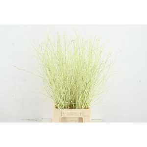 BETULA BS KLB H%