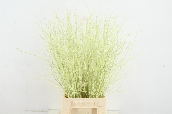 <h4>BETULA BS KLB H%</h4>