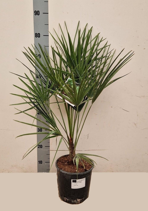 <h4>CHAM HUMILIS</h4>