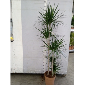 Dracaena marg.