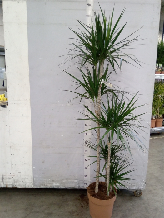 <h4>Dracaena marg.</h4>