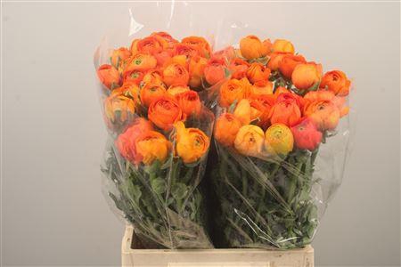 <h4>Ran El. Orange Ex</h4>