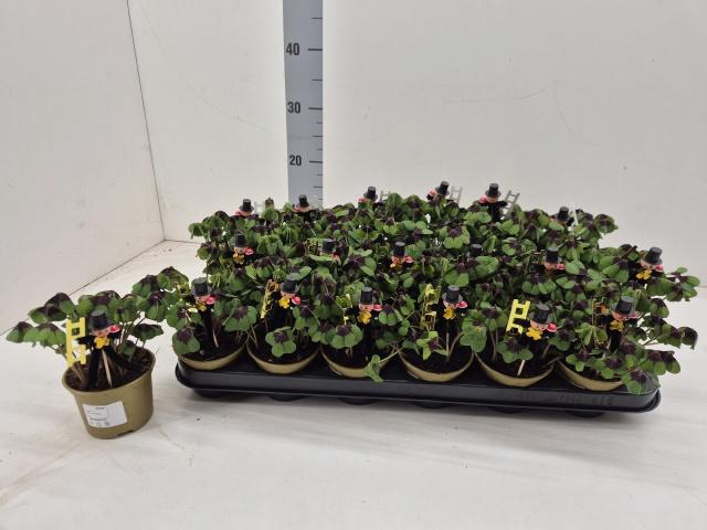 <h4>OXALIS DEPPEI</h4>