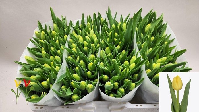 <h4>TU EN LOBKE</h4>