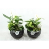 AE41 BLACK ESRA SMALL