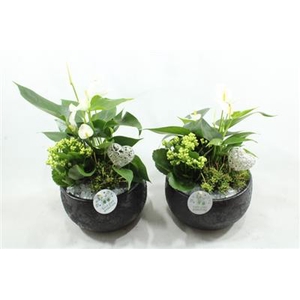 AE41 BLACK ESRA SMALL
